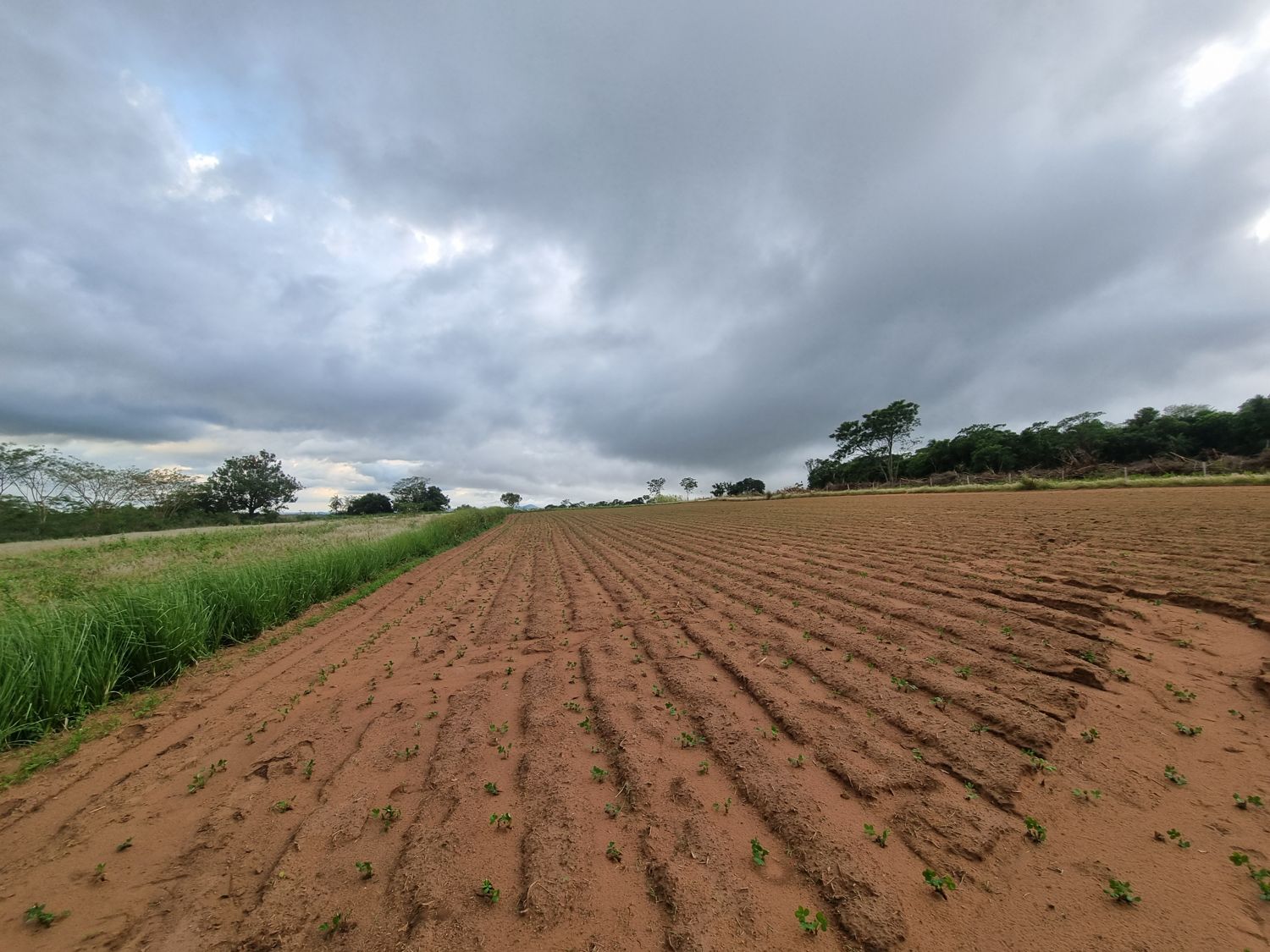 Frisch bearbeitetes rotes Feld mit jungen Pflänzchen unter Wolken