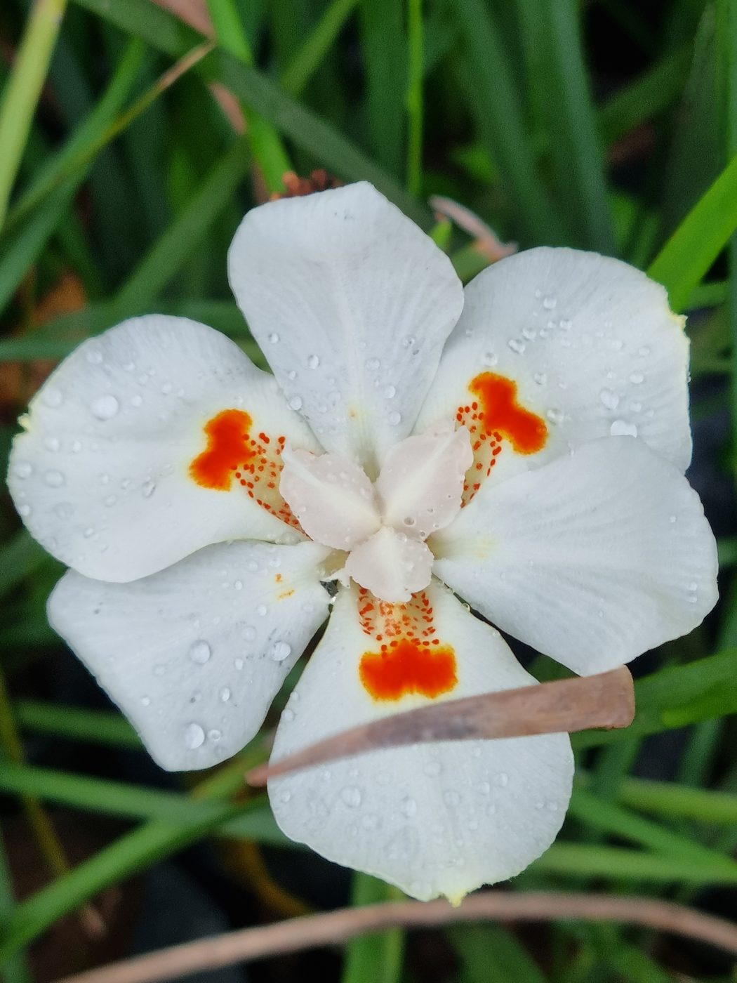 Weiße Blüte mit Regentropfen