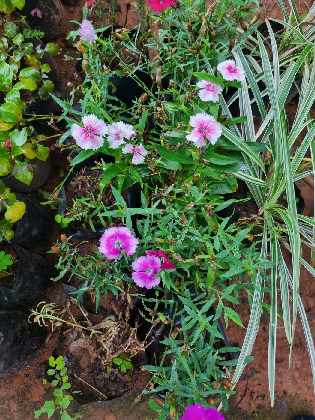 Rosa Nelken im Pflanzenbeet