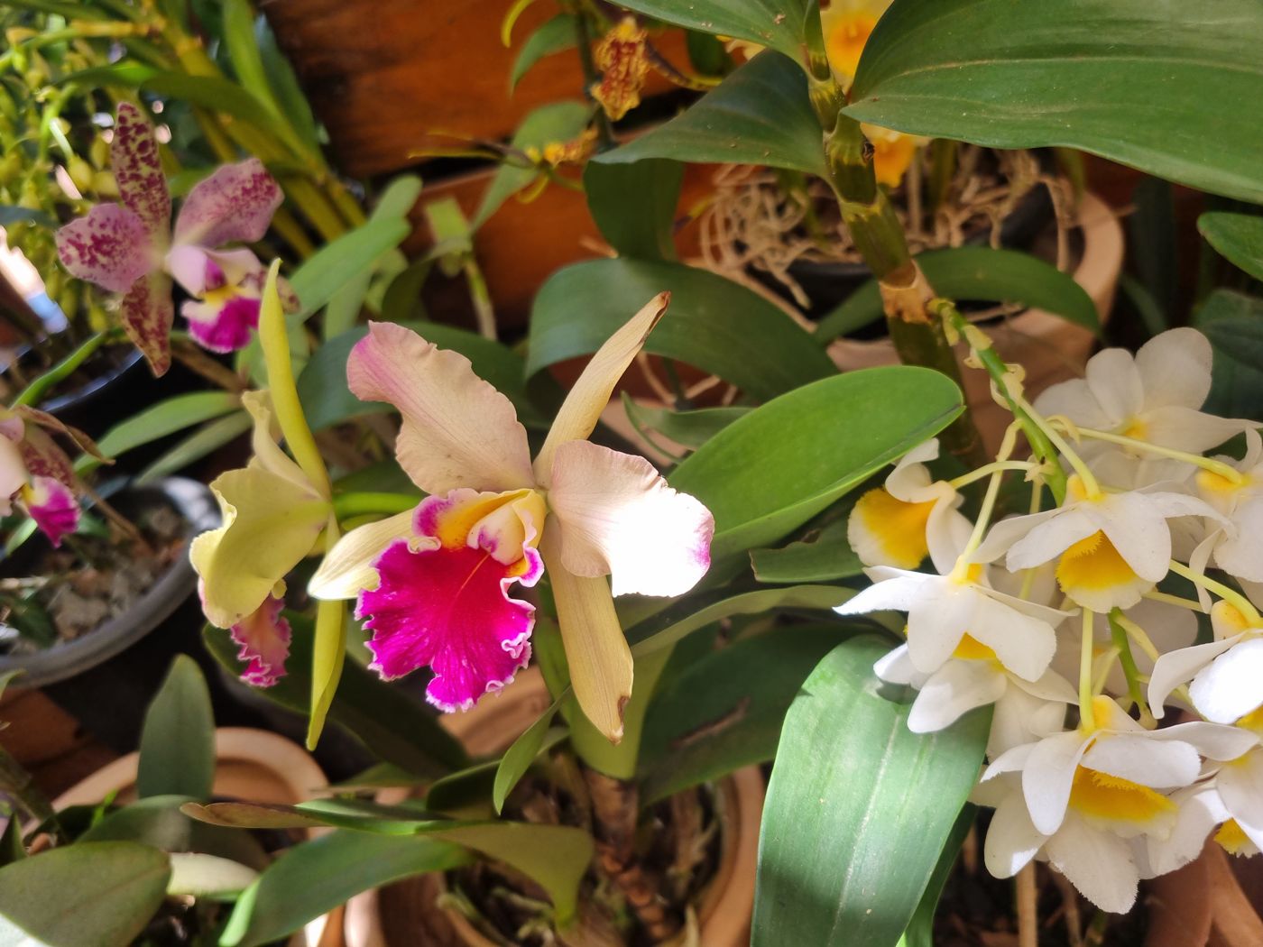 Orchidee in Rosa und Gelb neben weißen Blüten