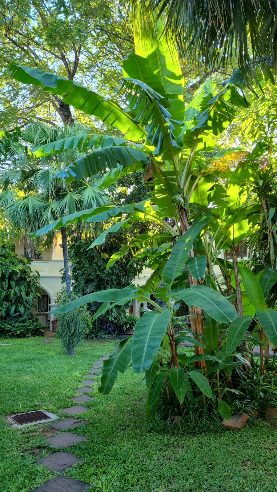 Bananenstauden und Fächerpalmen im Garten
