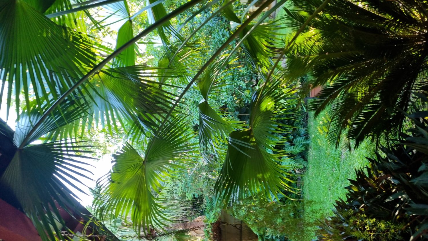 Fächerpalmen und Rasen im Garten